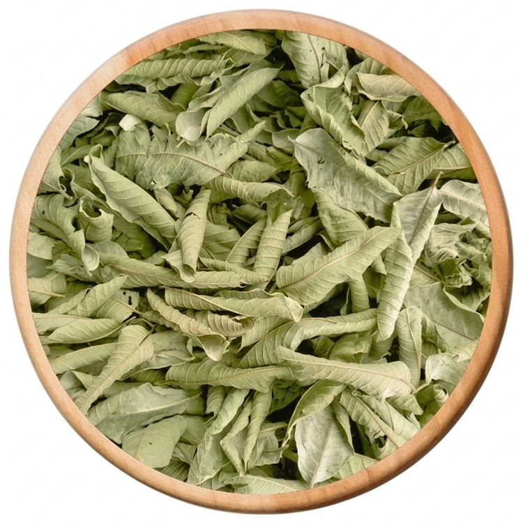 hoja de guayaba 1